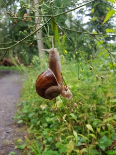 Was will die Weinbergschnecke so hoch oben ? (Bild: Max Fischer (Meierskappel, 6. Juli 2018))