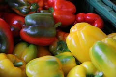 Die Farbenvielfalt der Bio-Peperoni.