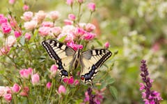 Gute Reise, kleiner Schmetterling! (Bild: Priska Ziswiler-Heller)