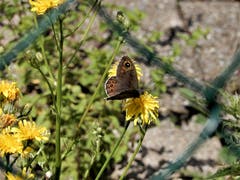 Ist dieser weissbindige Mohrenfalter, wie ganz viele Touristen, auch in Richtung Süden unterwegs? Fotografiert bei der Tellsplatte im Kanton Uri. (Bild: Margrith Imhof-Röthlin)