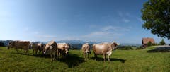 Kühe geniessen die Sommerwiese auf der Hohen Buche, Bühler. (Bild: Hans-Jörg Nüesch)