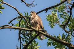 Mäusebussard auf der Lauer in der Umgebung von Roggwil. (Bild: Edgar Huber)