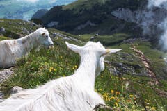 Die Appenzeller-Ziegen begrüssen die Wanderer auf dem Weg zum Schäfler. (Bild: Nicolas Giovanettoni)