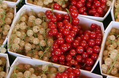 Rot-weisse Beerenkunst: Johannisbeeren am Bio-Stand der Familie Riemle aus Häggenschwil.
