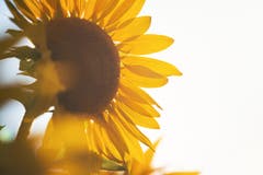 Sonnenblumen im Licht der Abendsonne. (Bild: Nicolas Giovanettoni)
