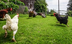 Schützenhilfe im Kampf der Gefiederten. (Bild: Hans Zürcher)