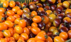 Auf dem Bauernmarkt gibt's auch Tomaten aus der Region St.Gallen in allen Formen und Farben.