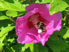 Die Hummel tut sich am Hibiskus gütlich. (Bild: Toni Sieber)