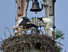Die Jungstörche bei der "Trockenübung", der Storchenvater sucht noch nach Fröschen! (Bild: Walter Schmidt)