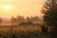 Schottisches Hochlandrind. (Bild: Irene Wanner (Wauwiler Moos, 7. Juli 2018))