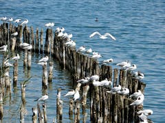 "Wer sucht der findet"! So ein Landeanflug ist immer ein gewisses Risiko, aber in diesem Fall gibt es ja noch einige freie Plätze! (Bild: Margrith Imhof-Röthlin (Arth, 7. Juli 2018))