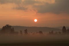 Sonnenaufgang. (Bild: Irene Wanner (Wauwiler Moos, 7. Juli 2018))