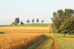 Es ist Sommer. (Bild: Irene Wanner (Ettiswil, 7. Juli 2018))