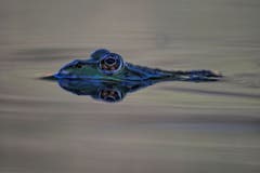 Wasserfrosch, ganz nah. (Bild: Toni Sieber)