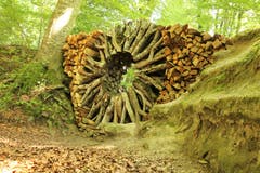 Holzskulptur von Urs-P. Twellmann (Kunst am Schlossberg). (Bild: Irene Wanner)
