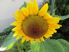 Eine Sonnenblume in einem Garten. (Bild: Claudine Germann)