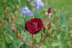 Die Rose, Königin der Blumen. (Bild: Ruedi Dörig)