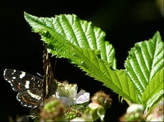 Das Landkärtchen (Sommerform) sucht Nahrung auf Brombeerblüten. (Bild: Josef Lustenberger, Wolhusen)