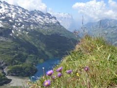 Alpenastern, unten Engstlensee im Hintergrund Wetter, Mittel und Rosenhorn. (Bild: Hans Steiner, Schaftal)