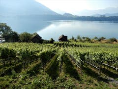 «Food is good, wine is better!» Fotografiert im wunderschönen Weingut Letten in Meggen. (Bild: Margrith Imhof-Röthlin)