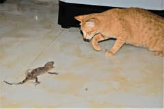 David gegen Goliath, oder Katze und Tokeh. (Bild: Dieter Joos)