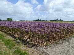 Im Blumemland Holland. (Bild: Hans Scheidegger)
