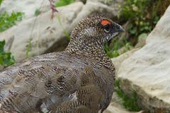Alpenschneehuhn im Alpstein. (Bild: Hans Aeschlimann)