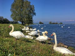 Viel Betrieb am Bodenseeufer. (Bild: Toni Sieber)