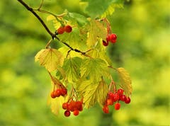 Sind das schon die ersten Herbstboten? (Bild: André Egli, Ettiswil, 10. August 2018)