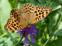 Das Kaisermantel - Weibchen besucht schön gekleidet eine Flockenblume. (Bild: Josef Lustenberger (Wolhusen, 11. August 2018))