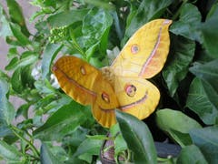Ein Japanischer Eichenseidenspinner Schmetterling. (Bild: Regina Sapin (Kärnten, 12. August 2018)