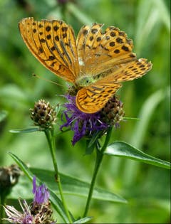 Kaisermantel - Männchen auf Flockenblume. (Bild: Josef Lustenberger (Wolhusen, 11. August 2018))