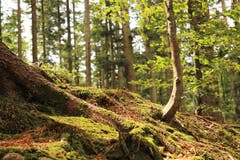 Vom Napf da komme ich her... (Bild: Irene Wanner (Hergiswil, 12. August 2018 ))