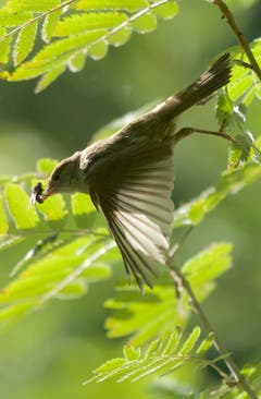 Die Mönchsgrasmücke schnappt sich eine Fliege. (Bild: Hans Aeschlimann)