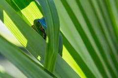 Ein Laubfrosch versteckt sich auf einer Tessinerpalme in Altenrhein. (Bild: Peter Felder)