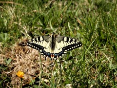 Natürlich braucht es immer etwas Geduld, bis man so einen "quirligen" Schwalbenschwanz in der Ruhephase vor die Linse kriegt. (Bild: Margrith Imhof-Röthlin (Gummenalp, 12. August 2018))