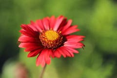 Der rote Sonnenhut ist eine wertvolle Arztneipflanze und sollte eigentlich in keinem Garten fehlen. (Bild: Xaver Husmann (Rain, 12. August 2018))