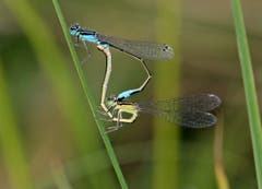 Azurjungfern-Libellen. (Bild: Bruno Schuler (Rotsee, 11. August 2018))