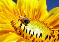 Nesslau: fleissig an der Arbeit (Bild: Renato Maciariello)