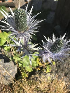 Blaudistel auf dem Simplon Pass. (Bild: Helene Gosswiler (Simplon Pass, 14. August 2018))