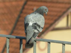 Grau in Grau. (Bild: Hermann Bigler)