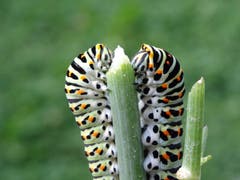 Schwalbenschwanz-Raupen mit grossem Appetit. (Bild: Monika Buschor)