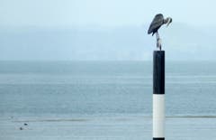 Graureiher beim Yoga auf einem Pfeiler. (Bild: Doris Sieber)