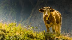 Eine neugierige Kuh beobachtet den wandernden Fotografen. (Bild: Stefan Truffer)