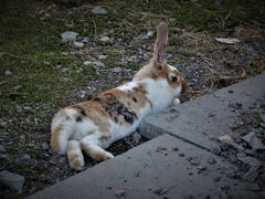 «Ach, ist mir langweilig, klar hätte ich die Möglichkeit umher zu hoppeln, aber bei dieser Hitze ist mir doch lieber langweilig.» (Bild: Margrith Imhof-Röthlin (Gummenalp, 12. August 2018))