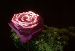 Rose, berührt vom Morgenlicht. (Bild: Georgette Baumgartner-Krieg (Luzern, 16. August 2018))