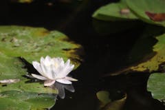 Die ketzten Seerosen für dieses Jahr präsentieren sich im Steinibühlweiher. (Bild: Xaver Husmann (Sempach, 15. August 2018))