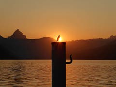 Den Sonnenaufgang geniesst die Möwe in Beckenried in erster Reihe! (Bild: Monika Näpflin-Bösiger (Beckenried, 16. August 2018))