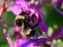 In einer Waldlichtung unterhalb der Rossweid (Sörenberg) sammelt die Biene am grossen Blumenstrauch fleissig Honig. (Bild: Karl Odermatt (Sörenberg, 15. August 2018))