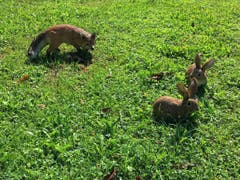 Wo sich Fuchs und Hase Gute Nacht sagen (Bild: Toni Sieber)